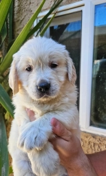 Yellow  puppies for sale