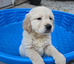 Blue  puppies for sale