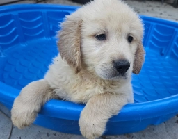 Blue  puppies for sale