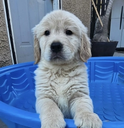 Red  puppies for sale