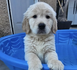 Red  puppies for sale