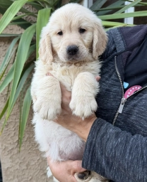 Orange  puppies for sale