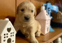Camilla  puppies for sale