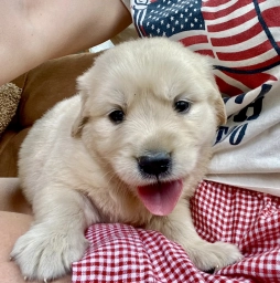 Camilla  puppies for sale