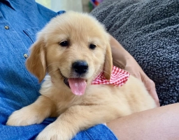 Arielle  puppies for sale