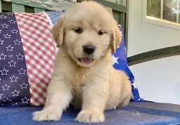 Arielle  puppies for sale