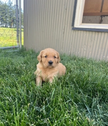 Bear  puppies for sale