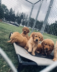 Bear  puppies for sale