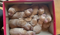 Daisy  puppies for sale