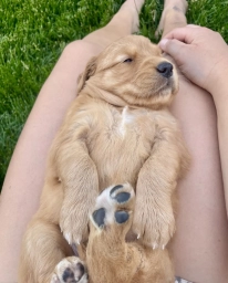 Daisy  puppies for sale