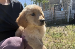 Rosie  puppies for sale