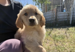 Rosie  puppies for sale