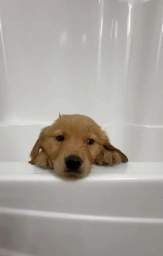 Tulip  puppies for sale