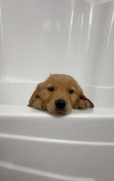 Tulip  puppies for sale