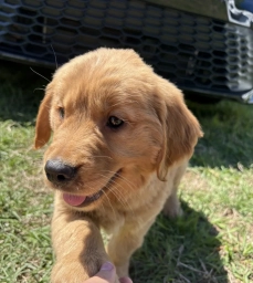 Sunny  puppies for sale