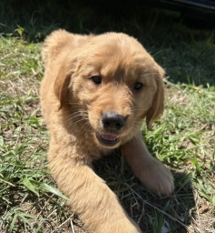 Sunny  puppies for sale