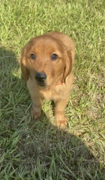 Delilah  puppies for sale