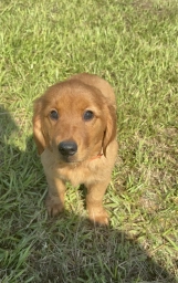Delilah  puppies for sale