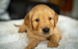 Mr Yellow  puppies for sale