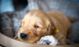 Mr Yellow  puppies for sale