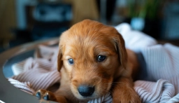 Mr Light Brown  puppies for sale