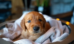 Mr Light Brown  puppies for sale
