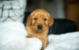 Mr Red  puppies for sale