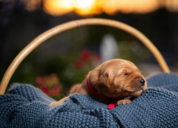 Mr Red  puppies for sale