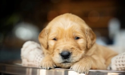 Mr Pink  puppies for sale