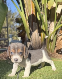 Beautiful rare blue tri boy  puppies for sale