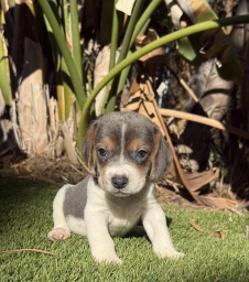 Beautiful rare blue tri boy  puppies for sale