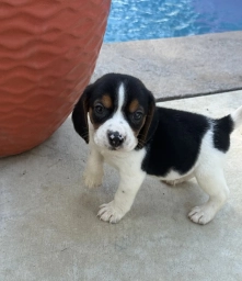 Atta boy  puppies for sale