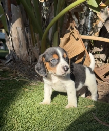 Atta boy  puppies for sale
