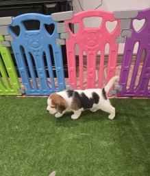 Beagle  puppies for sale