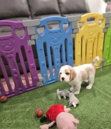 Ben  puppies for sale