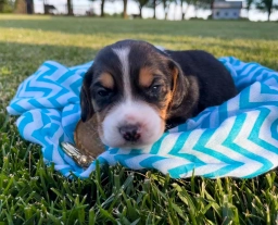 Kilmer  puppies for sale