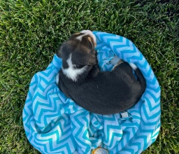 Kilmer  puppies for sale