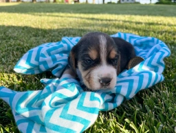 Kenuon  puppies for sale