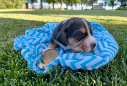 Kenuon  puppies for sale