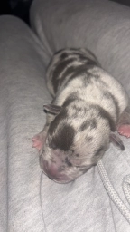 Celean  puppies for sale