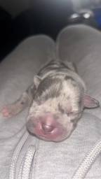 Celean  puppies for sale