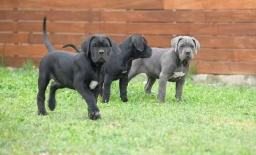 Micky  puppies for sale