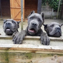 Micky  puppies for sale