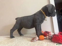 Premium Cane Corso Puppies  puppies for sale
