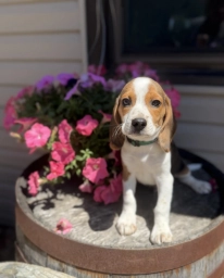 Gorki  puppies for sale