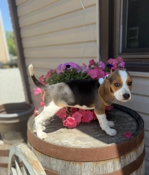 Gorki  puppies for sale