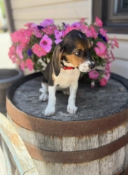Reni  puppies for sale