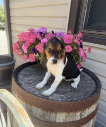 Reni  puppies for sale