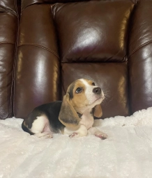 Scooter  puppies for sale