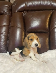 Jimmy  puppies for sale